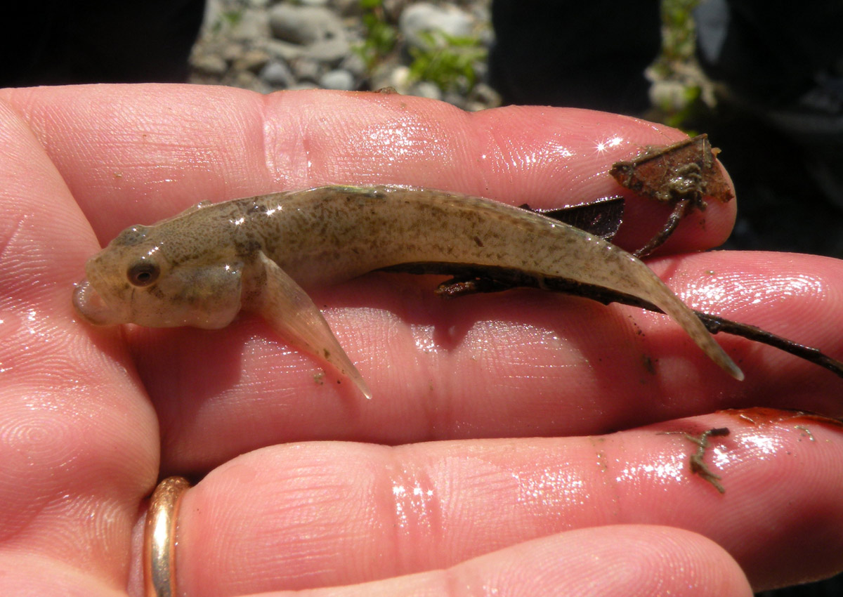 Padogobius bonelli, giusto? Si